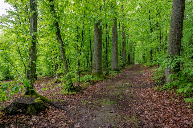 Caminho entre árvores na floresta