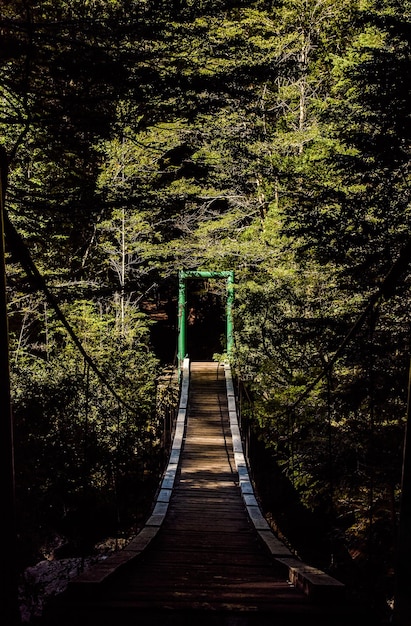 Caminho entre árvores na floresta