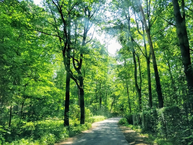 Caminho entre árvores na floresta