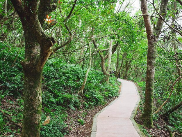 Caminho entre árvores na floresta