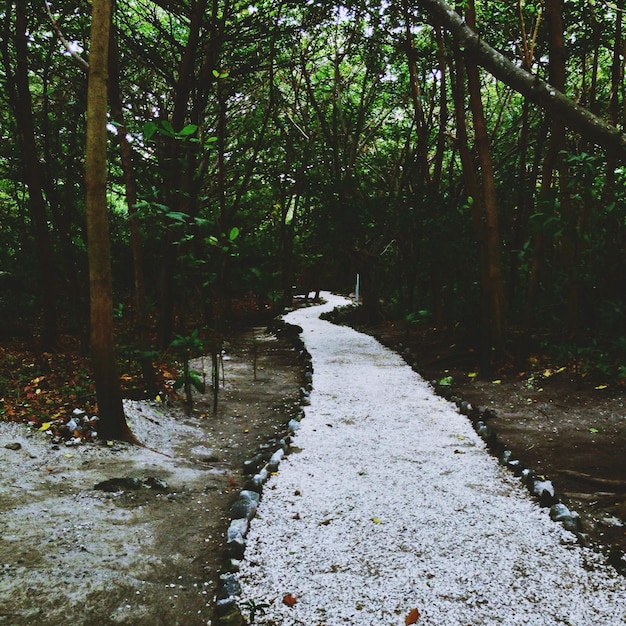 Foto caminho entre árvores na floresta