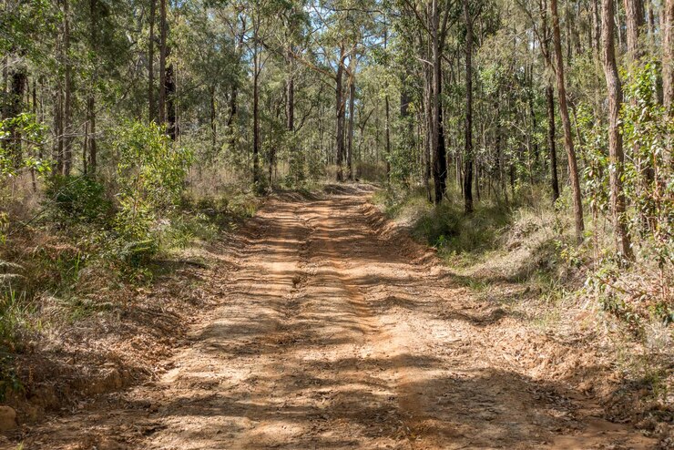 Foto caminho entre árvores na floresta