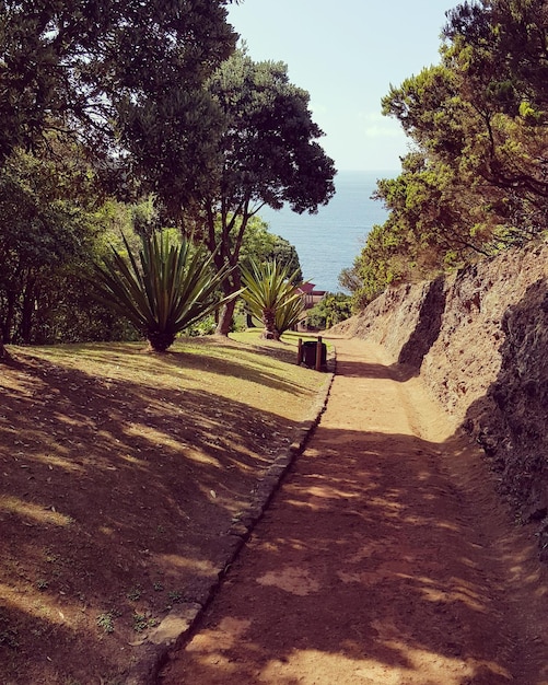 Foto caminho entre árvores na paisagem contra o céu