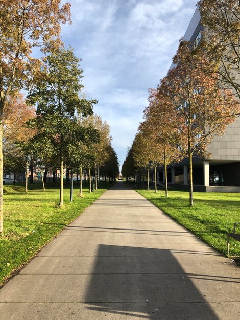 Caminho entre árvores no parque contra o céu