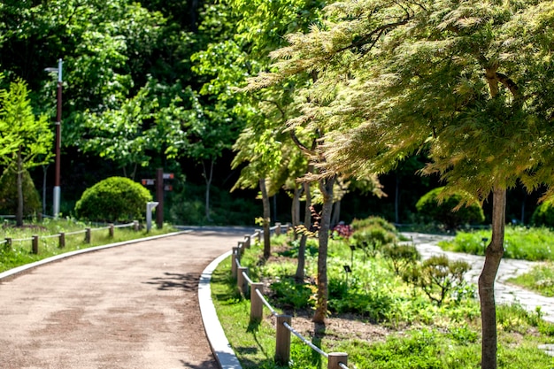 Foto caminho entre árvores no parque