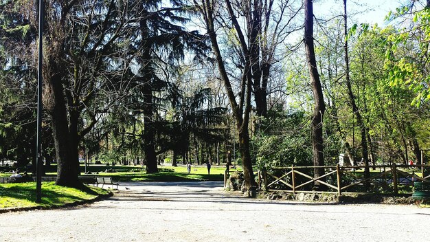 Caminho entre árvores no parque