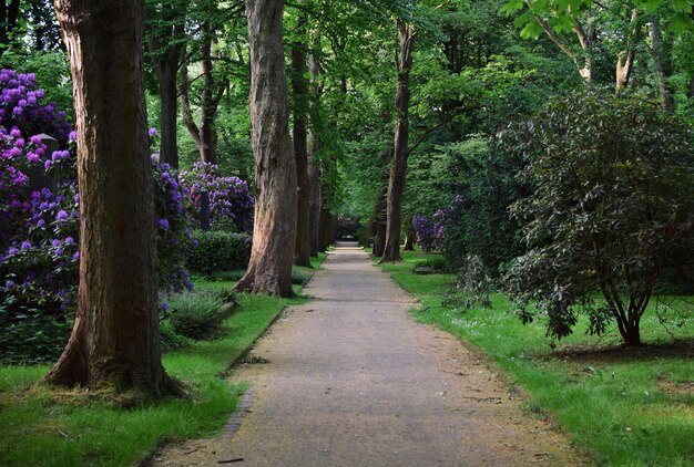Foto caminho entre árvores no parque