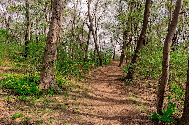 Caminho entre flores amarelas na floresta Chylomecon endêmica do Extremo Oriente