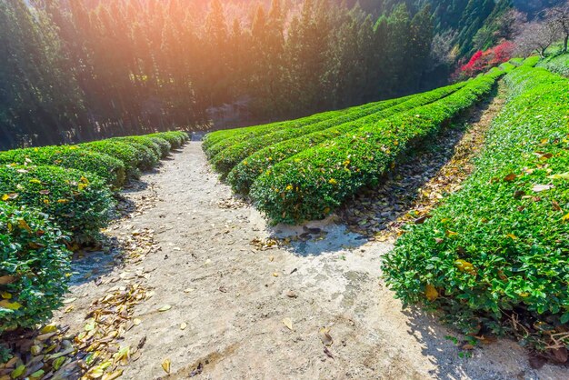 Foto caminho entre plantas em uma plantação de chá verde em boseong, coreia do sul