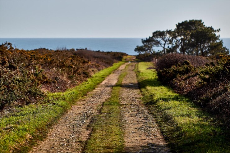 Foto caminho entre plantas no campo contra o céu