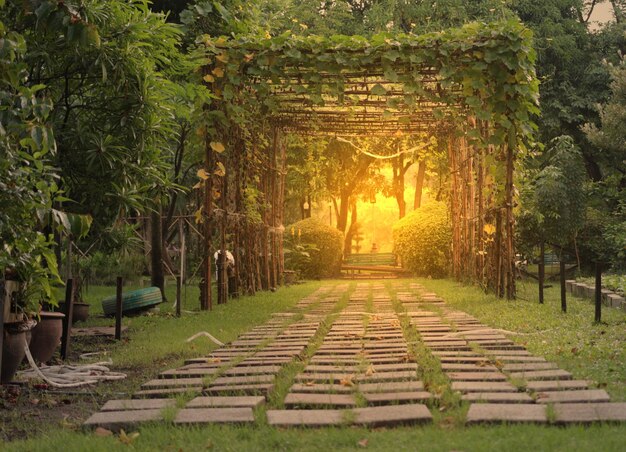 Foto caminho entre plantas no parque