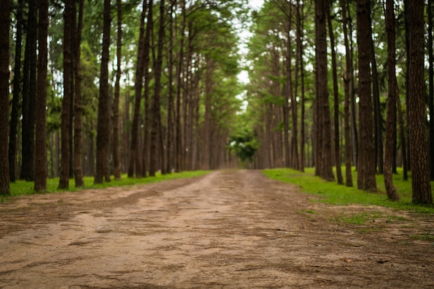 Caminho estrada, em, um, floresta pinho, árvore