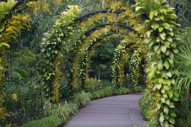 Caminho estreito ao longo das plantas