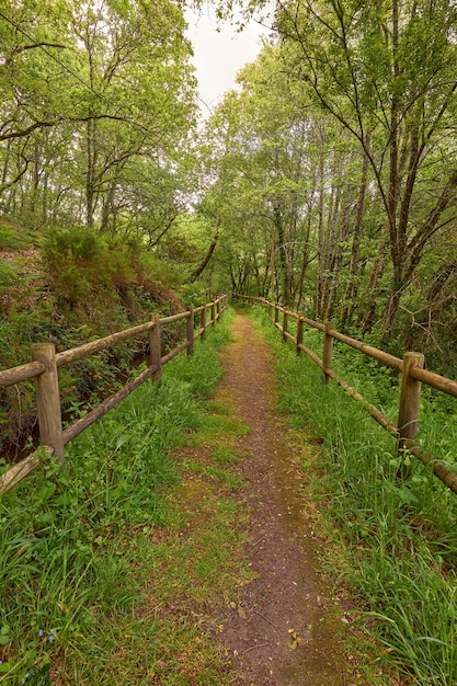 Caminho estreito em uma floresta na aldeia de Piñor, na área da Galiza, Espanha.