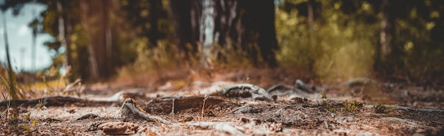 Caminho florestal fechado com cones e raízes Baixo ponto de vista na paisagem natural com forte fundo desfocado Ambiente de ecologia