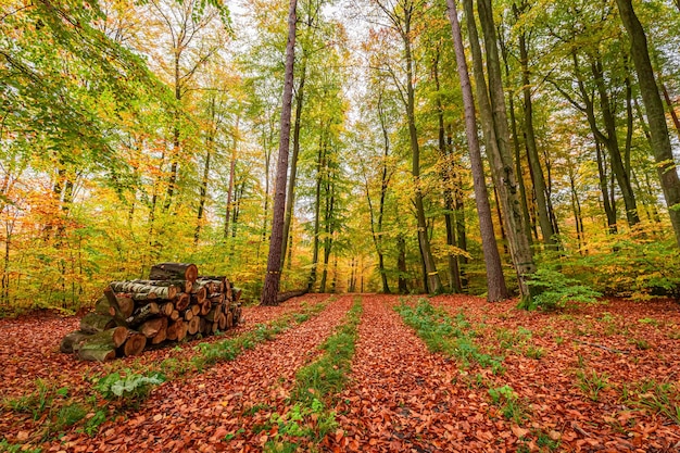 Caminho frondoso na floresta de outono na Europa