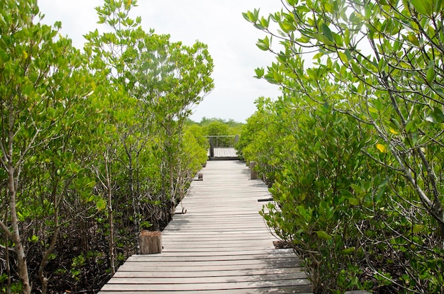 Caminho longo de madeira para pessoas e viajantes visitam e procuram Golden Mangrove Field nome tailandês Tung Prong Thong Forest local Pak Nam Prasae cidade em Rayong Tailândia