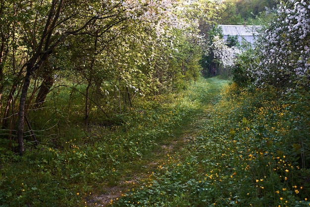 Foto caminho na aldeia com árvores floridas e flores