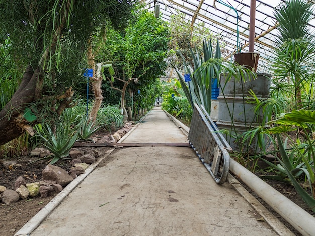 Caminho na estufa com plantas tropicais. Objetos para limpeza e rega de plantas. Teto de vidro