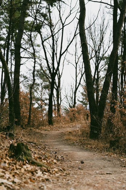 caminho na floresta à tarde