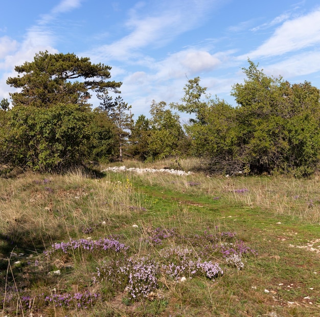 Caminho na floresta basovizza