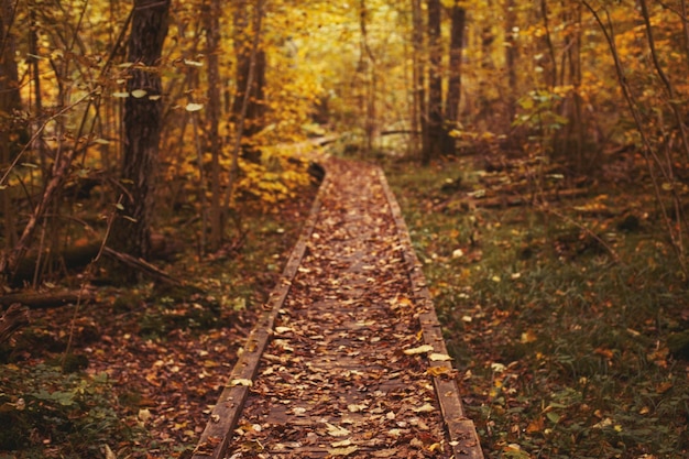 Caminho na floresta brilhante Folhas caindo no outono