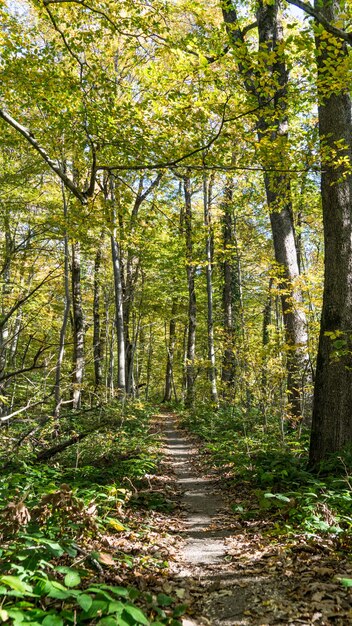 Caminho na floresta. Caminhadas na floresta perto de Sochi, Rússia.