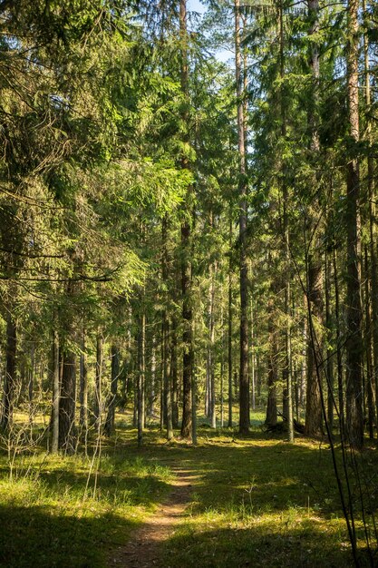 Caminho na floresta Caminhando na floresta em carantine