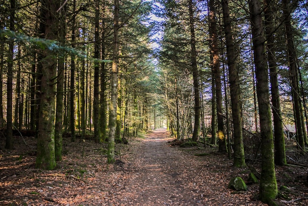 caminho na floresta com abetos