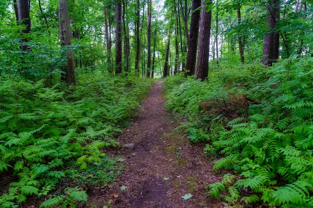 Caminho na floresta com samambaias e árvores altas no dia de verão.