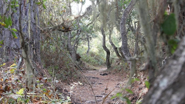 Caminho na floresta de carvalhos vivos, árvores retorcidas, ramos, troncos, rendas, musgo de líquen