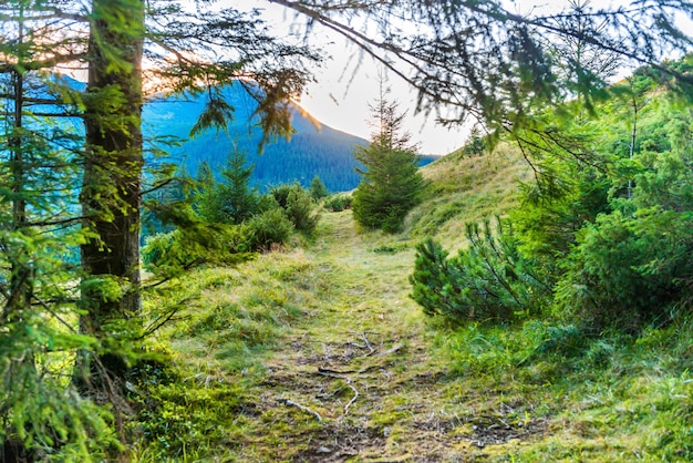 Caminho na floresta de pinheiros verdes