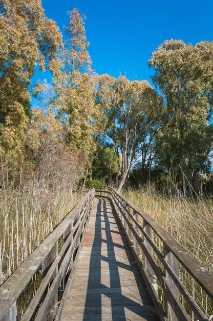 Caminho na floresta de pinheiros