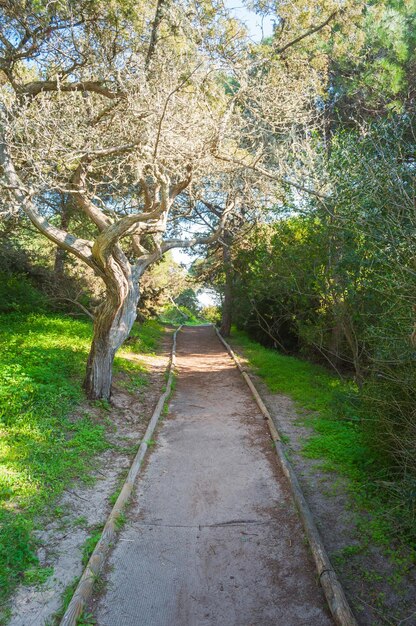 Foto caminho na floresta de pinheiros