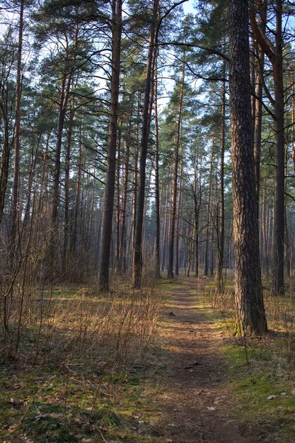 Caminho na floresta de primavera em um dia ensolarado