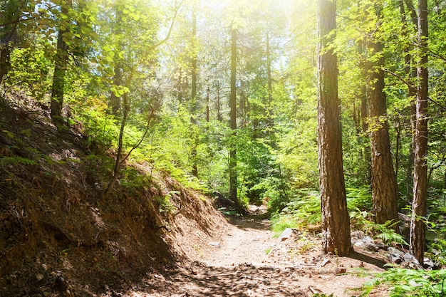 Caminho na floresta de verão. Parque Nacional Troodos, Chipre