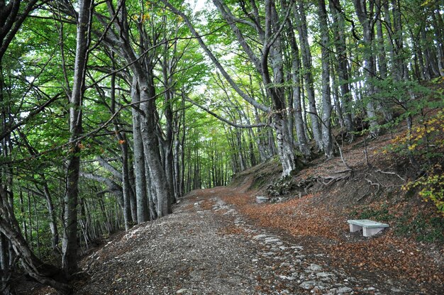 Caminho na floresta dos Apeninos Itália