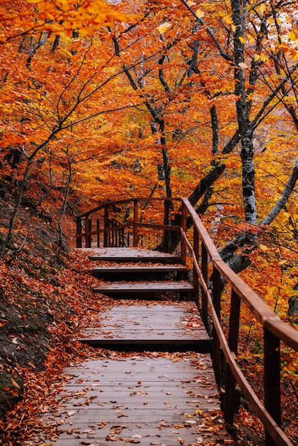 Caminho na floresta dourada de outono, férias de conceito, caminhada, relaxamento, dia de folga, desconectado