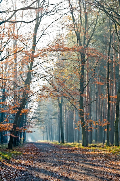 Caminho na floresta durante o outono em um dia ensolarado