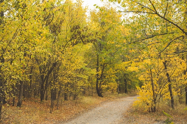 Caminho na floresta e árvores com folhas amarelas.