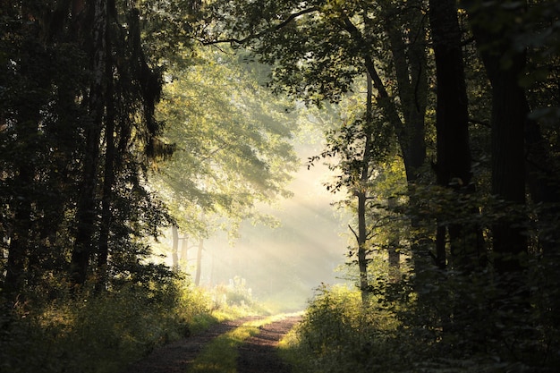 Caminho na floresta em uma manhã enevoada de início de outono