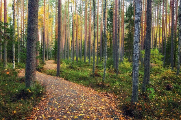 Caminho na floresta no outono