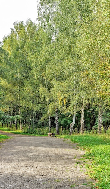 Caminho na floresta ou parque. Beco das árvores.