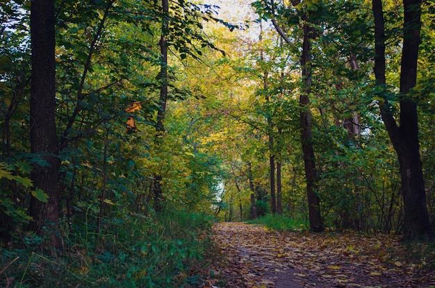 caminho na floresta outono