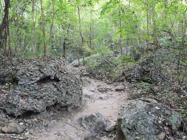 Caminho na floresta para as montanhas