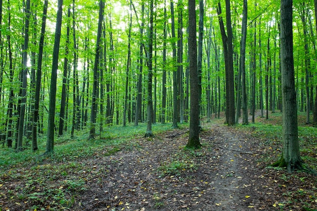 Caminho na floresta verde de verão