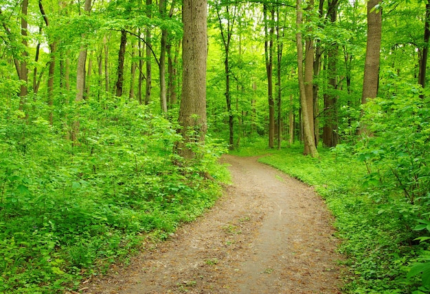 Caminho na floresta verde de verão