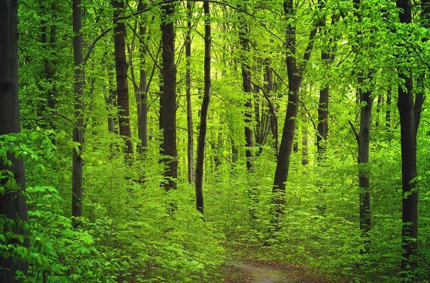 Caminho na floresta verde de verão