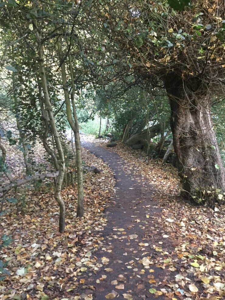Foto caminho na floresta
