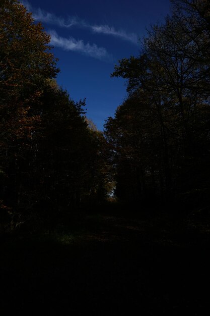 Foto caminho na floresta